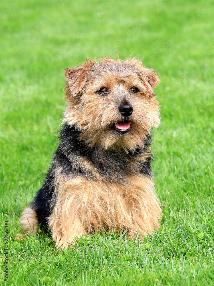 Norfolk terrier on a green grass lawn Norfolk terrier on a green grass lawn
