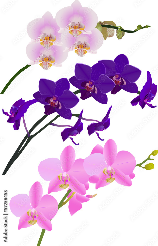 set of three isolated orchid branches set of three isolated orchid branches
