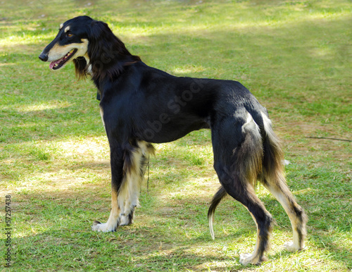 Obraz na płótnie Saluki