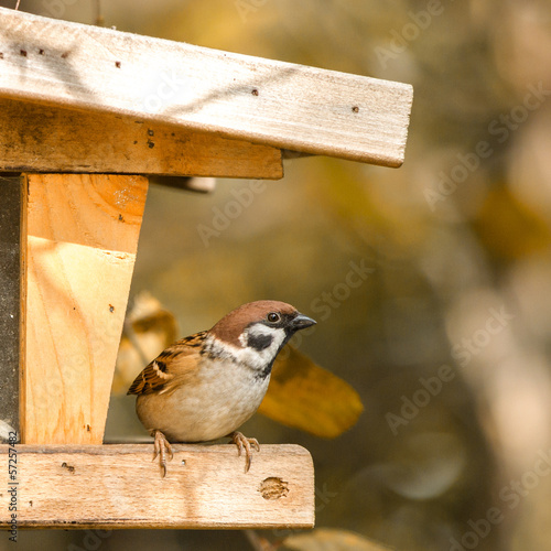 Eurasian Tree Sparrow at a feeding place in autumn photo