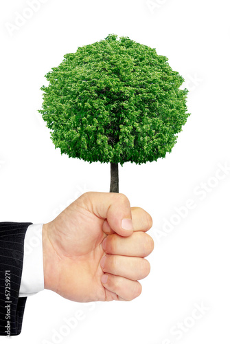 A hand holding a tree isolated on a white background.