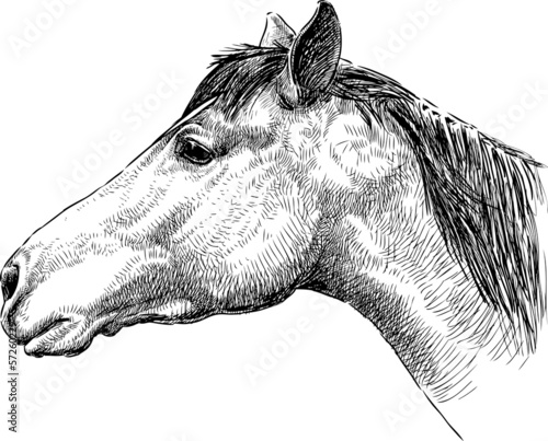 profile of horse head