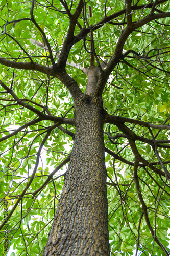 view high tall tree