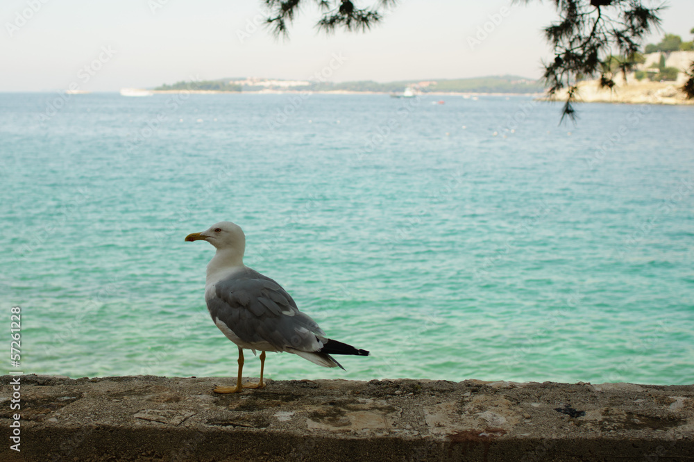 Fototapeta premium seagull