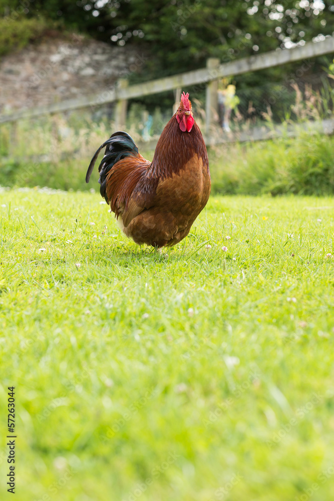 Fototapeta premium A cockerel