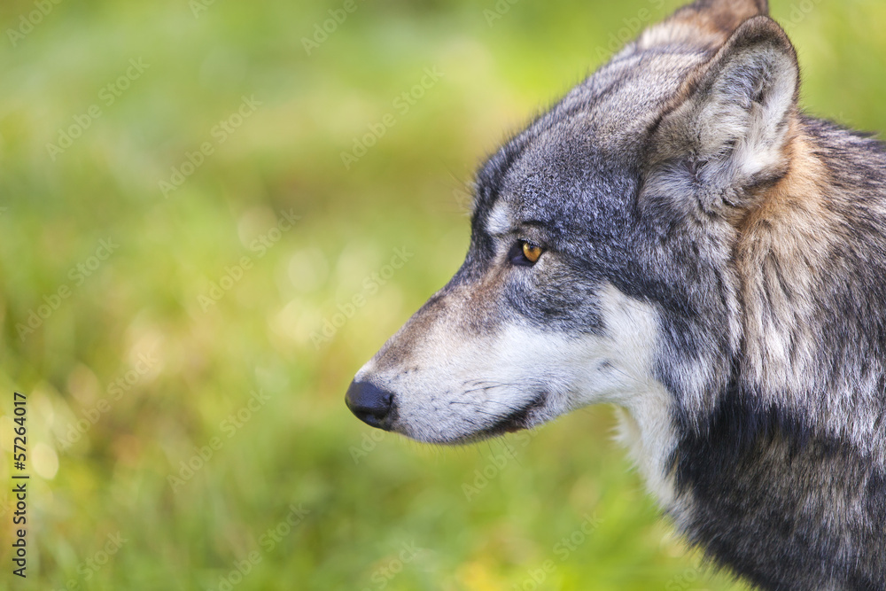 Fototapeta premium North American Gray Wolf, Canis Lupus