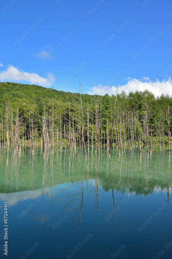 Obraz premium 青い池