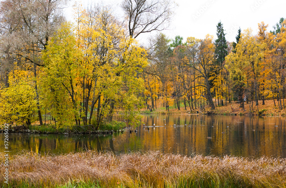 Fototapeta premium autumn park