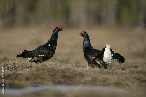 Black grouse  Tetrao tetrix 