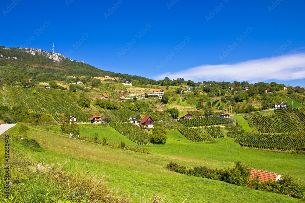 Vineyards on Kalnik mountain slopes