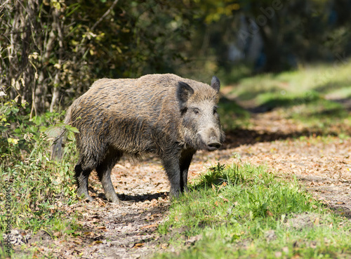 Wild boar stand on path in forest