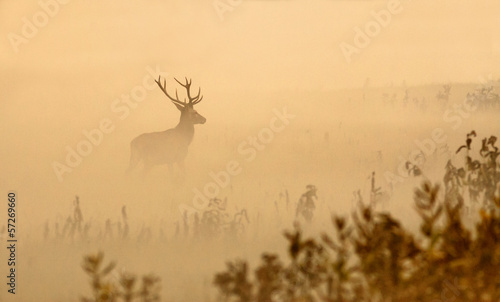 Red deer with big antlers stands on meadow on foggy morning