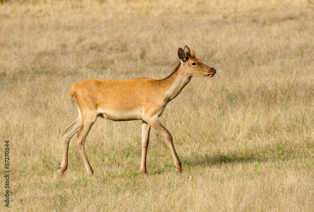 Fototapeta premium Red deer with growing antlers walks on meadow