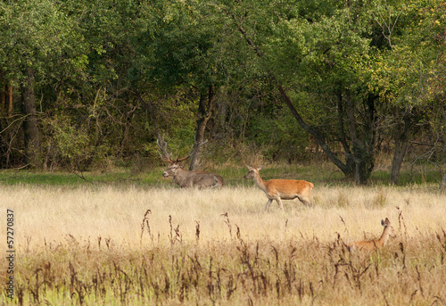 Red deer in high grass beside forest