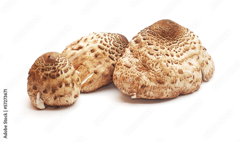 macrolepiota procera macrolepiota procera
