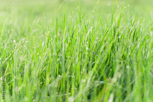 Green grass with water drops - nature concept