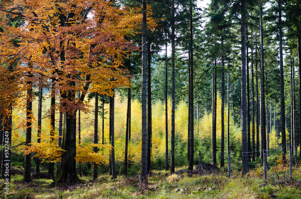 Fototapeta premium Giant Mountains in Poland