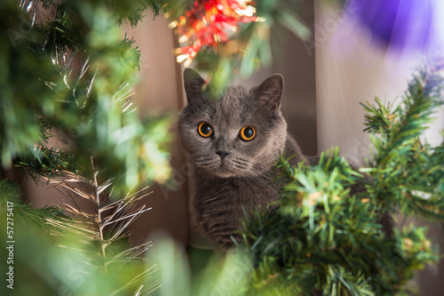 cristmas cat