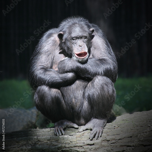 Fototapeta Worried Chimpanzee.