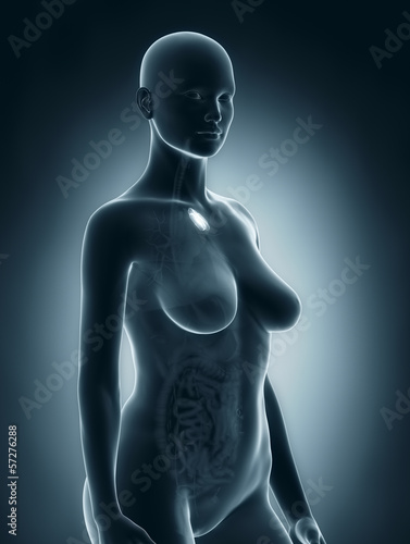 Woman thymus anatomy