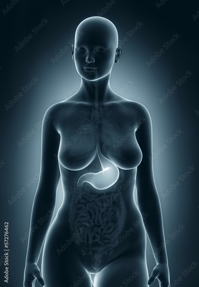 Woman stomach anatomy Woman stomach anatomy
