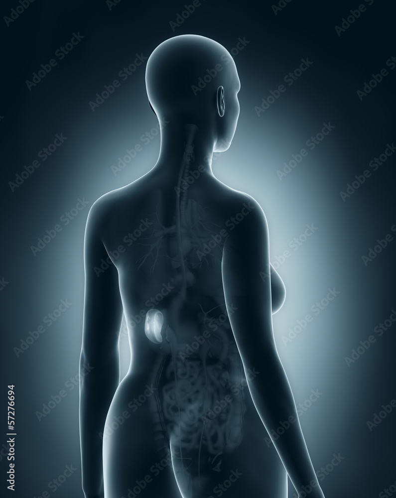 Woman spleen anatomy x-ray black posterior view Woman spleen anatomy x-ray black posterior view