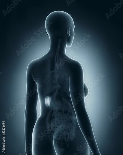 Woman spleen anatomy x-ray black posterior view photo