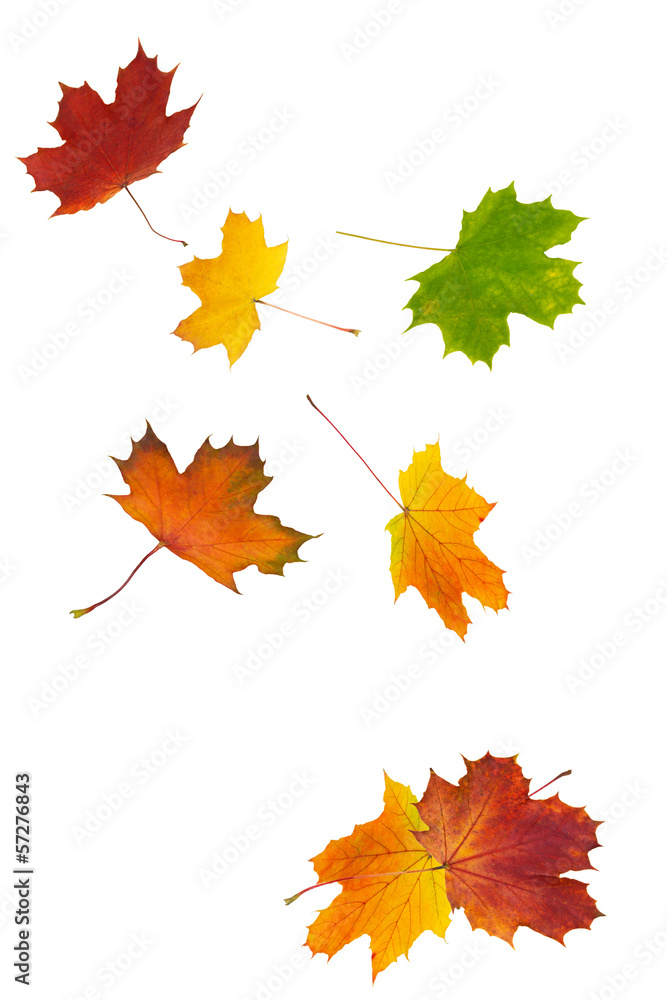 Obraz premium Herbstlaub