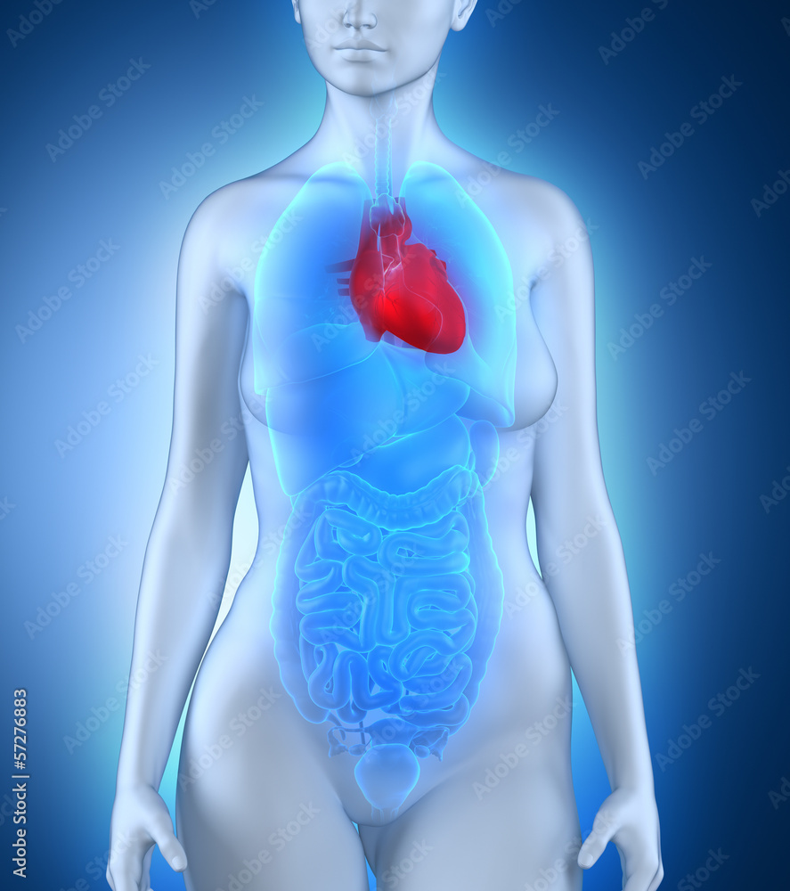 Woman heart anatomy