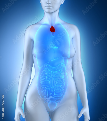 Woman thymus anatomy