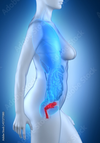 Woman genitalia anatomy white lateral view