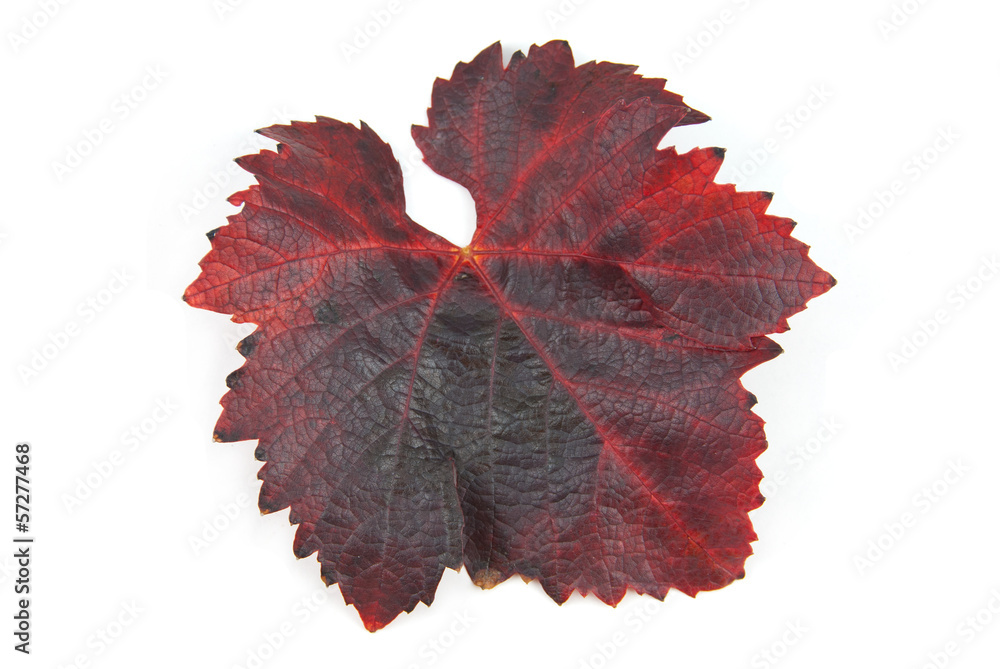 Naklejka premium leaves Grape