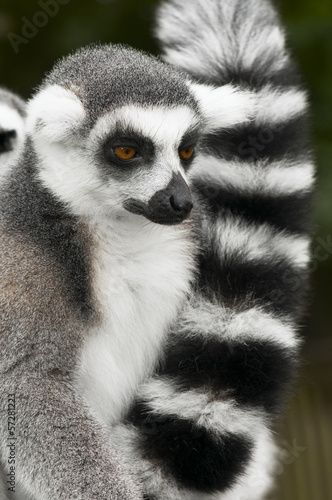 Ring-tailed lemur © Kestutis