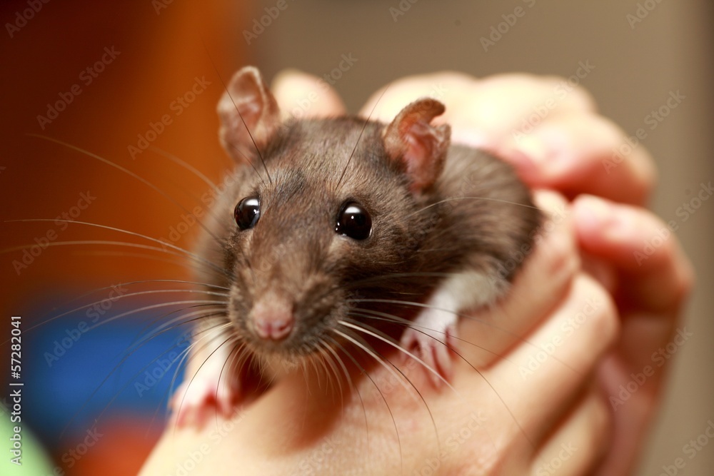 Friendly pet brown rat in human hand, animals at home Friendly pet brown rat in human hand, animals at home