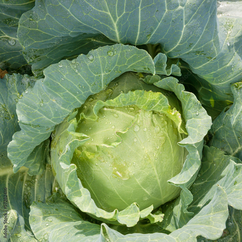 Obraz premium Cabbagehead in the natural environment