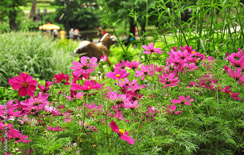 Fototapeta Naklejka Na Ścianę i Meble -  Beautiful flowers in the park