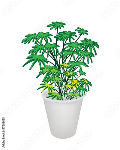 Illustration of Evergreen Plant in Flower Pot