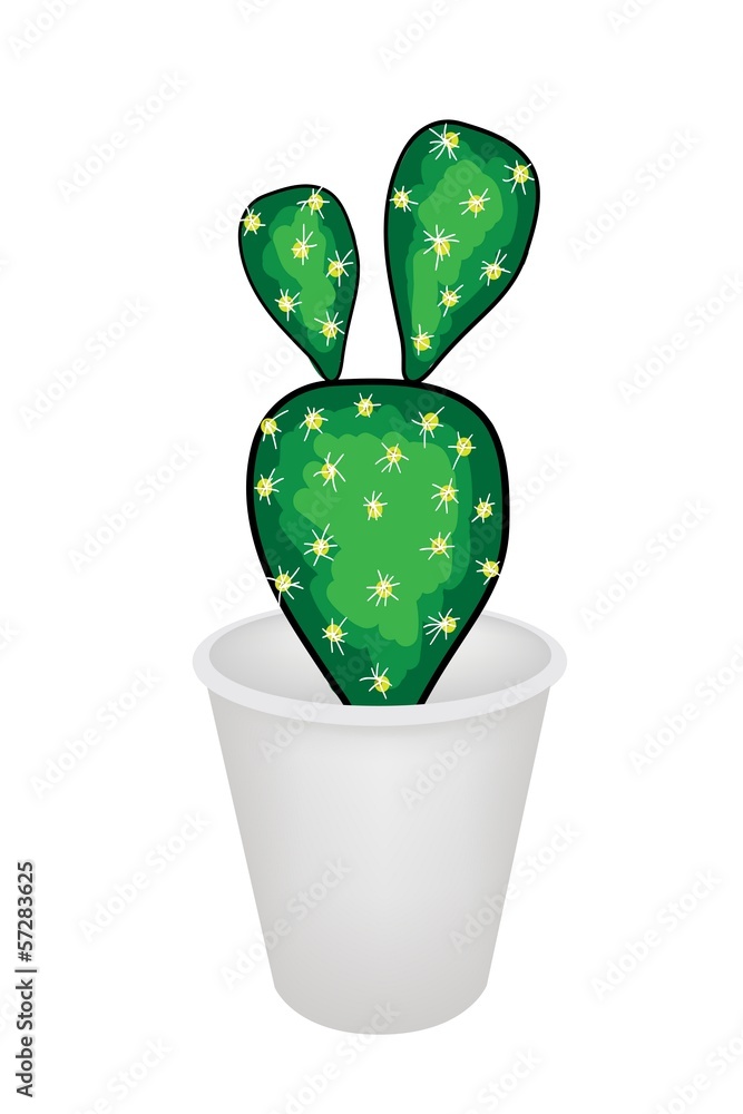 A Cactus Opuntia Microdasys in A Flower Pot A Cactus Opuntia Microdasys in A Flower Pot
