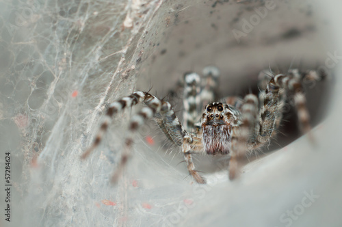 Funnel Web Spider out on his funnel web