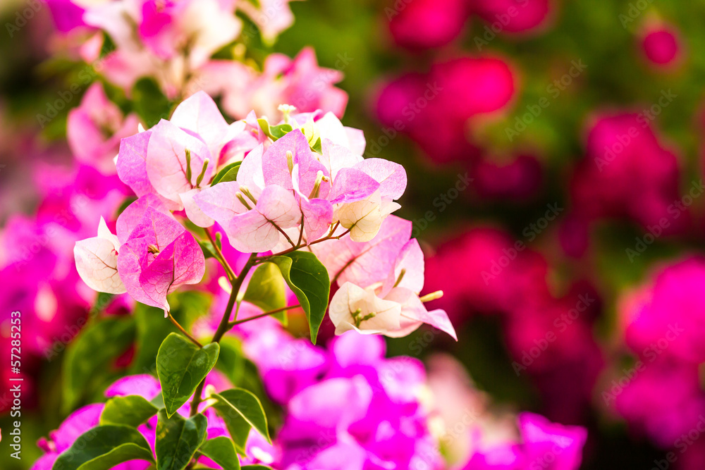 bougainvillea flower in chiangmai Thailand bougainvillea flower in chiangmai Thailand