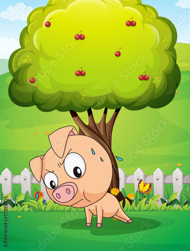 A pig exercising below the cherry tree
