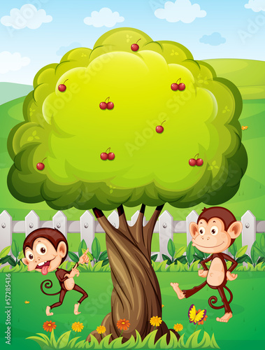 Two monkeys playing under the tree
