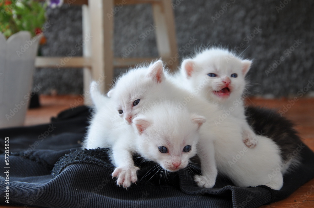три голубоглазые белые котята на крыльце дома