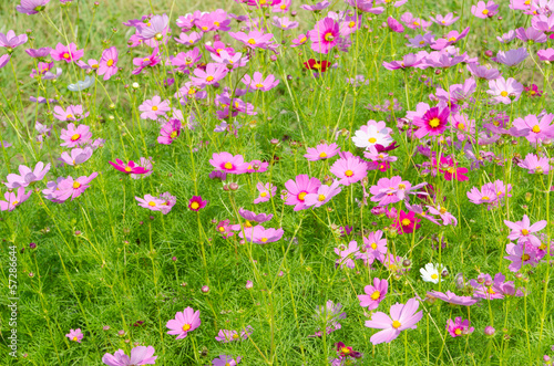 cosmos flowers and grass