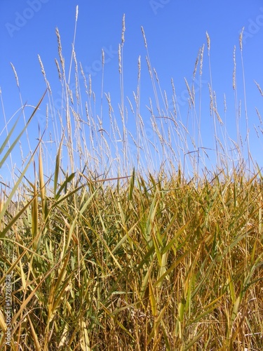 native-grasses