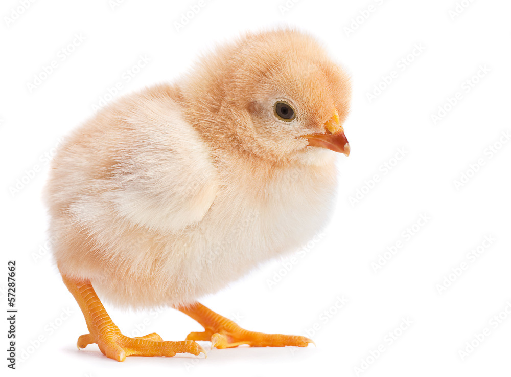 Fototapeta premium Baby chicken