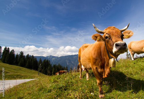 Kuh in den Alpen
