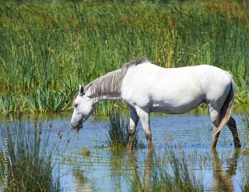 Canvas Print Portrait of nice horse wild in camargue french Region