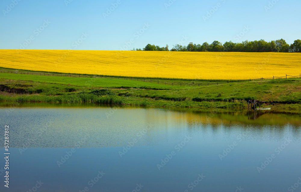 Fototapeta premium Water and rape