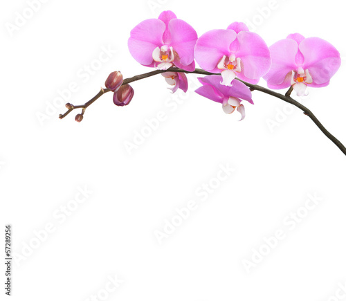 Fototapeta Naklejka Na Ścianę i Meble -  pink and white  orchid isolated on white background